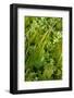Aquatic Plants in River Itchen: Blunt-Fruited Water-Starwort and Stream Water-Crowfoot, UK-Linda Pitkin-Framed Photographic Print