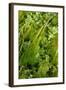 Aquatic Plants in River Itchen: Blunt-Fruited Water-Starwort and Stream Water-Crowfoot, UK-Linda Pitkin-Framed Photographic Print