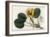 Aquatic Poppy - Plate Engraved by S. Watts, from an Illustration by Sarah Anne Drake (1803-1857), F-Sydenham Teast Edwards-Framed Giclee Print