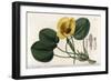 Aquatic Poppy - Plate Engraved by S. Watts, from an Illustration by Sarah Anne Drake (1803-1857), F-Sydenham Teast Edwards-Framed Giclee Print