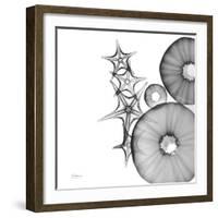 Aquatic Slice 1-Albert Koetsier-Framed Photographic Print