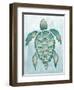 Aquatic Turtle I-Elizabeth Medley-Framed Art Print