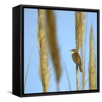 Aquatic Warbler (Acrocephalus Schoenobaenus) Breton Marsh, Vendee, France, May-Loic Poidevin-Framed Stretched Canvas