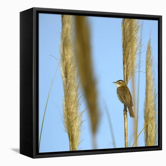 Aquatic Warbler (Acrocephalus Schoenobaenus) Breton Marsh, Vendee, France, May-Loic Poidevin-Framed Stretched Canvas