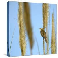 Aquatic Warbler (Acrocephalus Schoenobaenus) Breton Marsh, Vendee, France, May-Loic Poidevin-Stretched Canvas