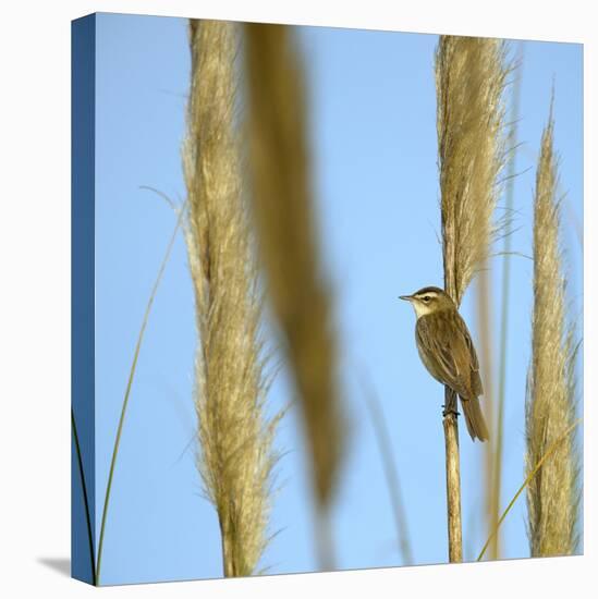 Aquatic Warbler (Acrocephalus Schoenobaenus) Breton Marsh, Vendee, France, May-Loic Poidevin-Stretched Canvas