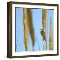 Aquatic Warbler (Acrocephalus Schoenobaenus) Breton Marsh, Vendee, France, May-Loic Poidevin-Framed Photographic Print