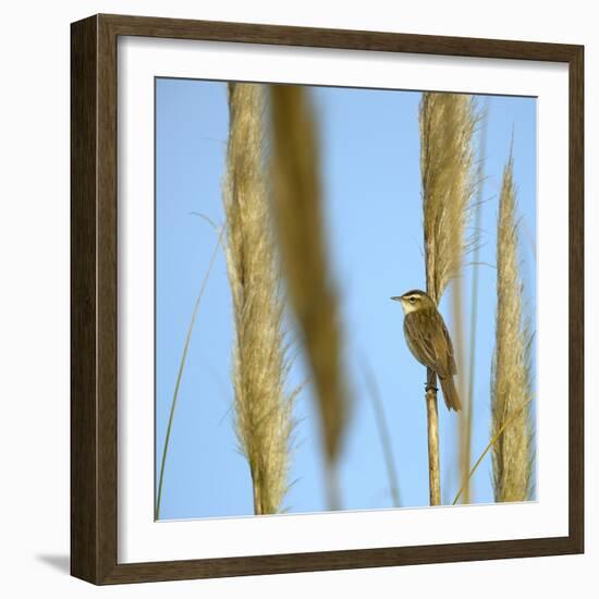 Aquatic Warbler (Acrocephalus Schoenobaenus) Breton Marsh, Vendee, France, May-Loic Poidevin-Framed Photographic Print