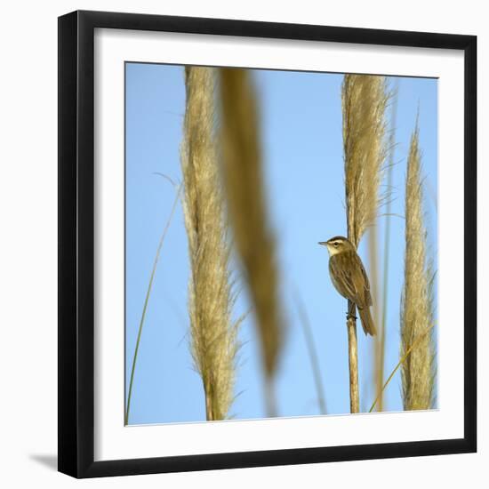 Aquatic Warbler (Acrocephalus Schoenobaenus) Breton Marsh, Vendee, France, May-Loic Poidevin-Framed Photographic Print