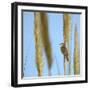 Aquatic Warbler (Acrocephalus Schoenobaenus) Breton Marsh, Vendee, France, May-Loic Poidevin-Framed Photographic Print