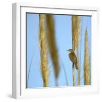 Aquatic Warbler (Acrocephalus Schoenobaenus) Breton Marsh, Vendee, France, May-Loic Poidevin-Framed Photographic Print