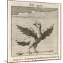 Aquila the Eagle-Gaius Julius Hyginus-Mounted Art Print