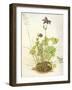 Aquilegia, 1526-Albrecht Dürer-Framed Premium Giclee Print