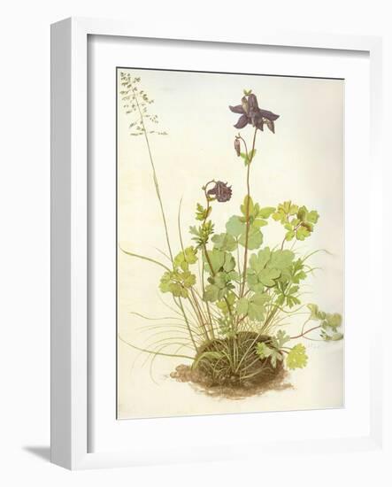 Aquilegia, 1526-Albrecht Dürer-Framed Premium Giclee Print