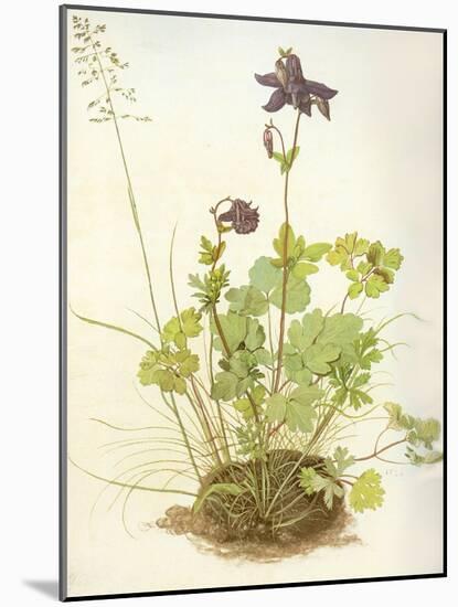 Aquilegia, 1526-Albrecht Dürer-Mounted Premium Giclee Print