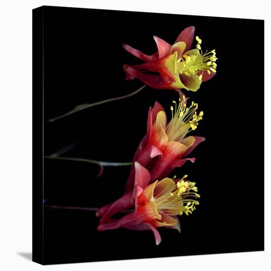 aquilegia-Magda Indigo-Stretched Canvas