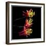 aquilegia-Magda Indigo-Framed Photographic Print