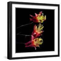 aquilegia-Magda Indigo-Framed Photographic Print