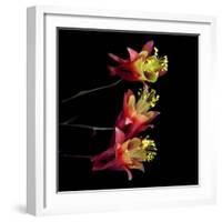 aquilegia-Magda Indigo-Framed Photographic Print