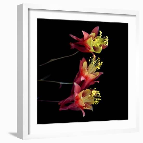 aquilegia-Magda Indigo-Framed Photographic Print