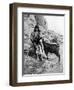 Arab Boy and Goat, Middle East, 1936-Donald Mcleish-Framed Giclee Print