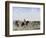 Arab Cavalry Fording a Stream-Georges Washington-Framed Giclee Print