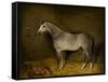 Arab Horse in a loose box, 1860-William Williams-Framed Stretched Canvas