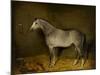 Arab Horse in a loose box, 1860-William Williams-Mounted Giclee Print