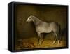 Arab Horse in a loose box, 1860-William Williams-Framed Stretched Canvas