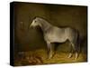 Arab Horse in a loose box, 1860-William Williams-Stretched Canvas