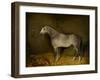 Arab Horse in a loose box, 1860-William Williams-Framed Giclee Print