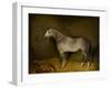 Arab Horse in a loose box, 1860-William Williams-Framed Giclee Print