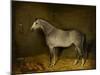 Arab Horse in a loose box, 1860-William Williams-Mounted Giclee Print