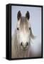 Arab Horse-null-Framed Stretched Canvas