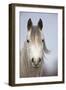 Arab Horse-null-Framed Photographic Print