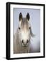 Arab Horse-null-Framed Photographic Print