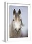 Arab Horse-null-Framed Photographic Print