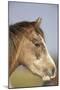 Arab Horse-null-Mounted Photographic Print