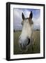 Arab Horse-null-Framed Photographic Print