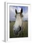 Arab Horse-null-Framed Photographic Print