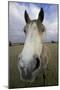 Arab Horse-null-Mounted Photographic Print
