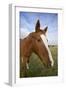 Arab Horse-null-Framed Photographic Print