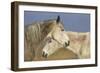 Arab Horses-null-Framed Photographic Print