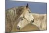 Arab Horses-null-Mounted Photographic Print