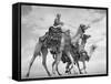 Arab Legionnaries Riding their Camels-John Phillips-Framed Stretched Canvas
