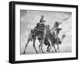 Arab Legionnaries Riding their Camels-John Phillips-Framed Photographic Print