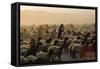 Arab Man Surrounded by Flock of Sheep. A BEDOUIN Herdsman, FLOCK GRAZING NEAR Jer..., 1980S (Photo)-James L Stanfield-Framed Stretched Canvas