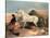 Arab Stallion-Edwin Henry Landseer-Stretched Canvas