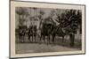 Arab Wedding with Camels, Egypt-null-Mounted Photographic Print