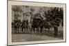 Arab Wedding with Camels, Egypt-null-Mounted Photographic Print